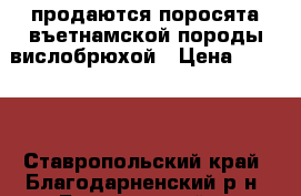 продаются поросята въетнамской породы вислобрюхой › Цена ­ 2 500 - Ставропольский край, Благодарненский р-н, Благодарный г. Животные и растения » Другие животные   . Ставропольский край